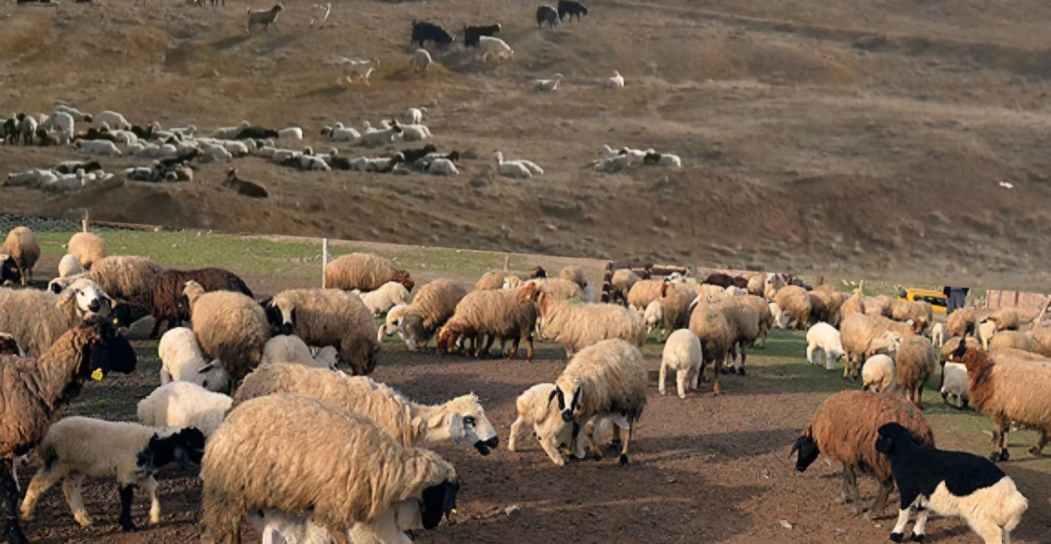 Valilikten Şap Açıklaması